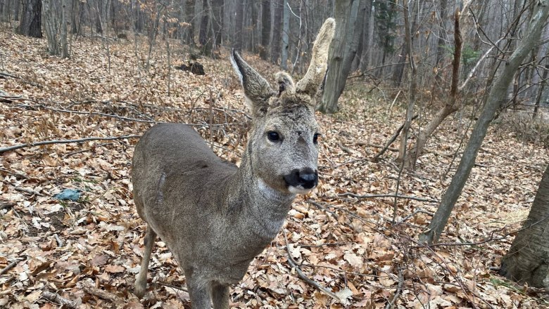 roebuck with asymmetrical antlers, © Naturpark Purkersdorf