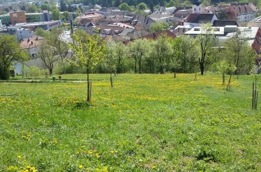 Meadow orchard Feihlerhöhe, © Naturpark Purkersdorf