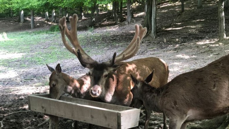 Wildtiergehege: Rotwild an der Futterstelle, © Naturpark Purkersdorf