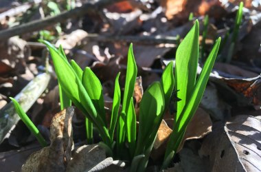 Bärlauch im Frühling, © Naturpark Purkersdorf/Orosel