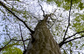 Baumkrone der Buche, © Naturpark Purkersdorf/G.Orosel