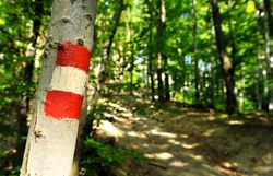 rot-weiße Wegmarkierung an einem Baumstamm