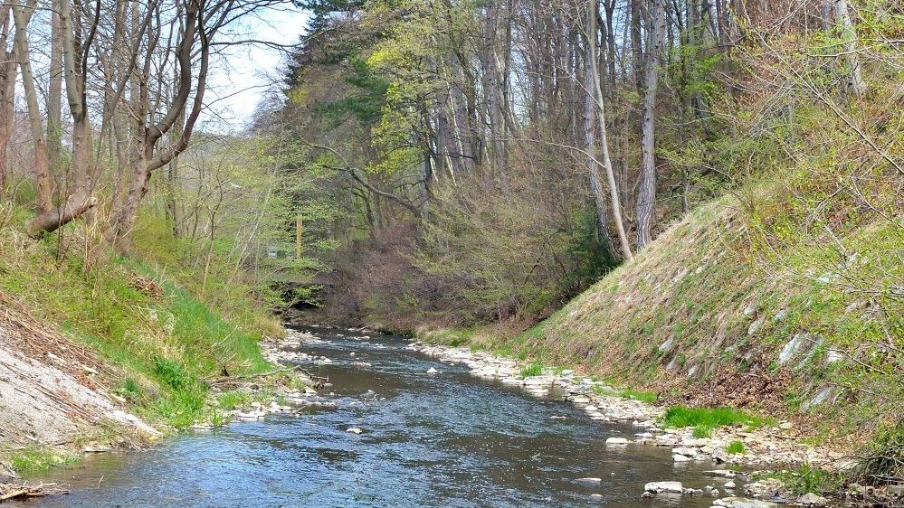 Vienna River along spring greenery, © Herfried Marek