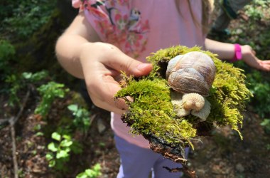 Den Lebensraum Waldboden entdecken , © Naturpark Purkersdorf