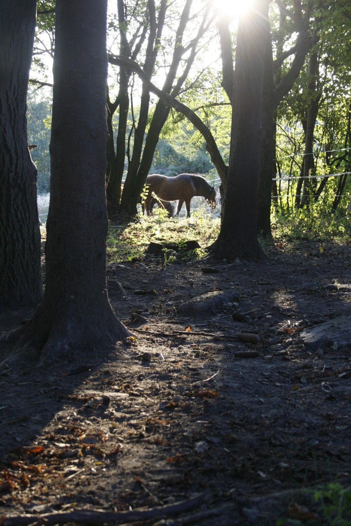 Pony