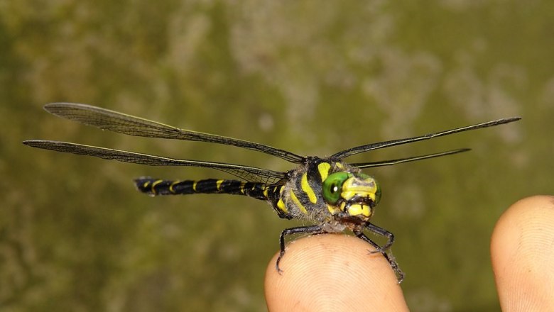 Spiketail damselfly (Cordulegaster heros), © Prof.Bizzarro - CC-BY 4.0, https://commons.wikimedia.org/w/index.php?curid=39892171
