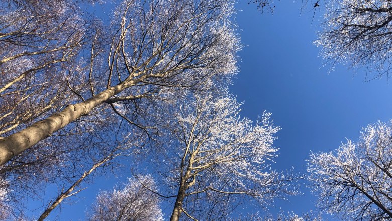 Winter: Baumkronen mit Raureif, &copy; Naturpark Purkersdorf/G.Orosel