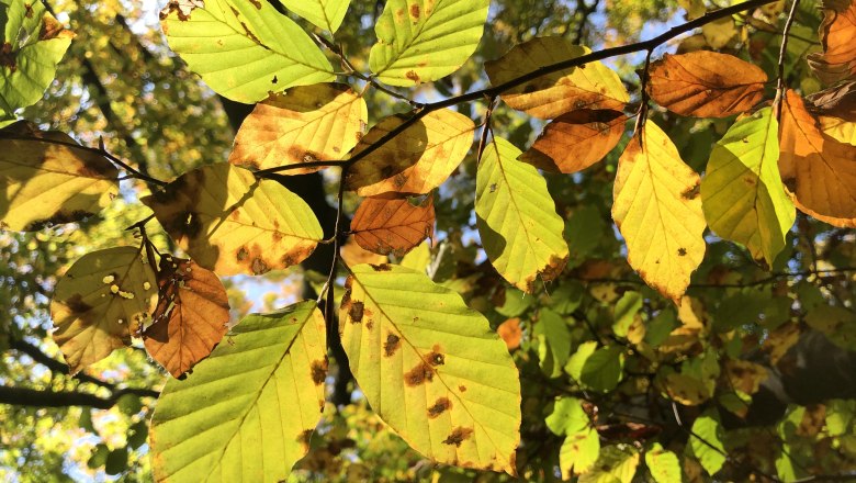 Herbst-Waldfest zum Nationalfeiertag