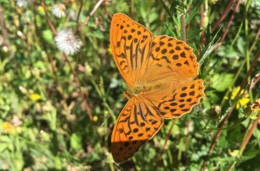 Nature conservation in the Purkersdorf Naturpark, © Naturpark Purkersdorf