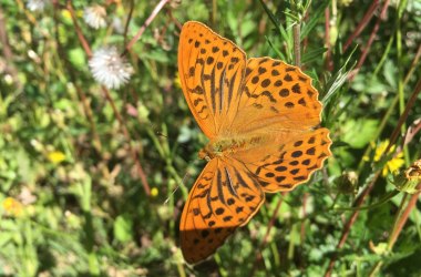 Nature conservation in the Purkersdorf Naturpark, © Naturpark Purkersdorf