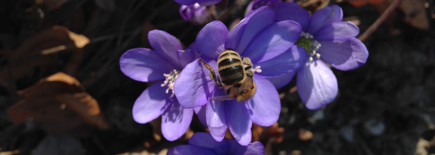 Nature Park Purkersdorf in spring, © Naturpark Purkersdorf