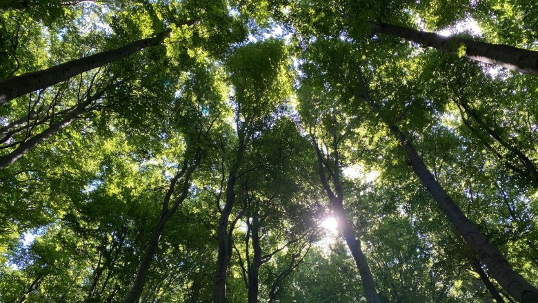 Wald im Sommer, © Naturpark Purkersdorf