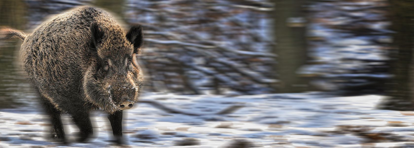 Ein laufendes Wildschwein in einer Winterlandschaft. 