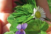 Delicious ingredients from the Nature Park 