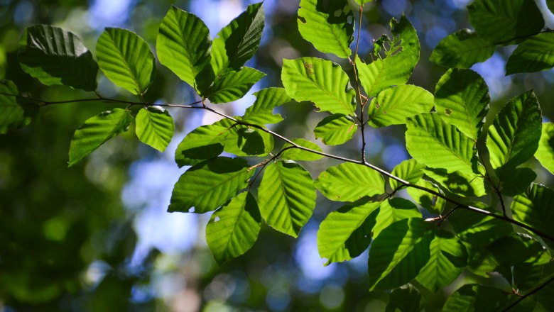 Beech leaves, © Naturpark Purkersdorf/G.Orosel
