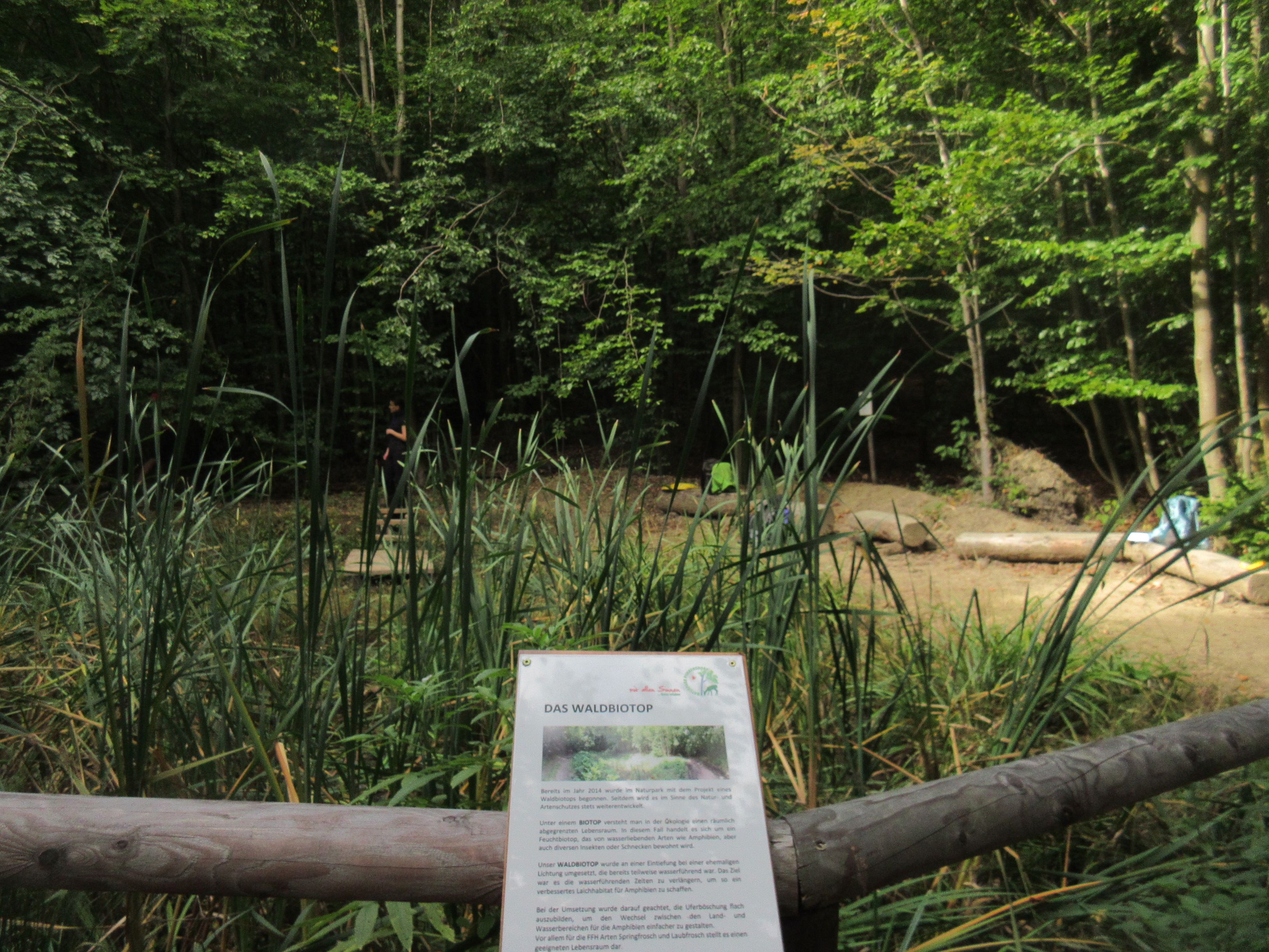 Waldbiotop im Naturpark.