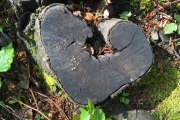 A heart for nature