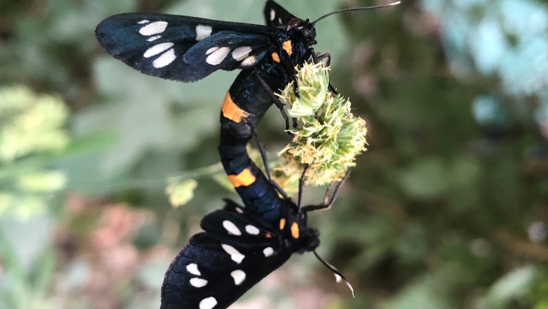 Sommerliche Tierwelt - Weißfleckenwidderchen, © Naturpark Purkersdorf