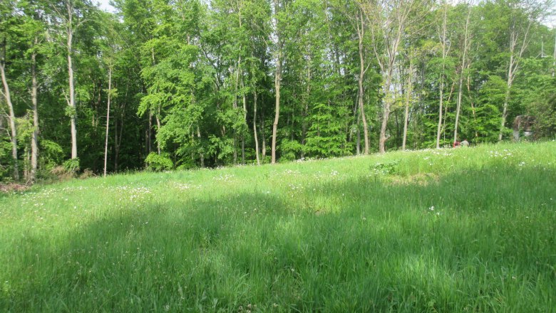 The restored meadow on Schöffelstein, © Naturpark Purkersdorf - G.Orosel