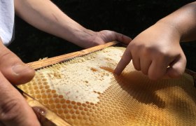 Frischer Honig direkt aus der Wabe 