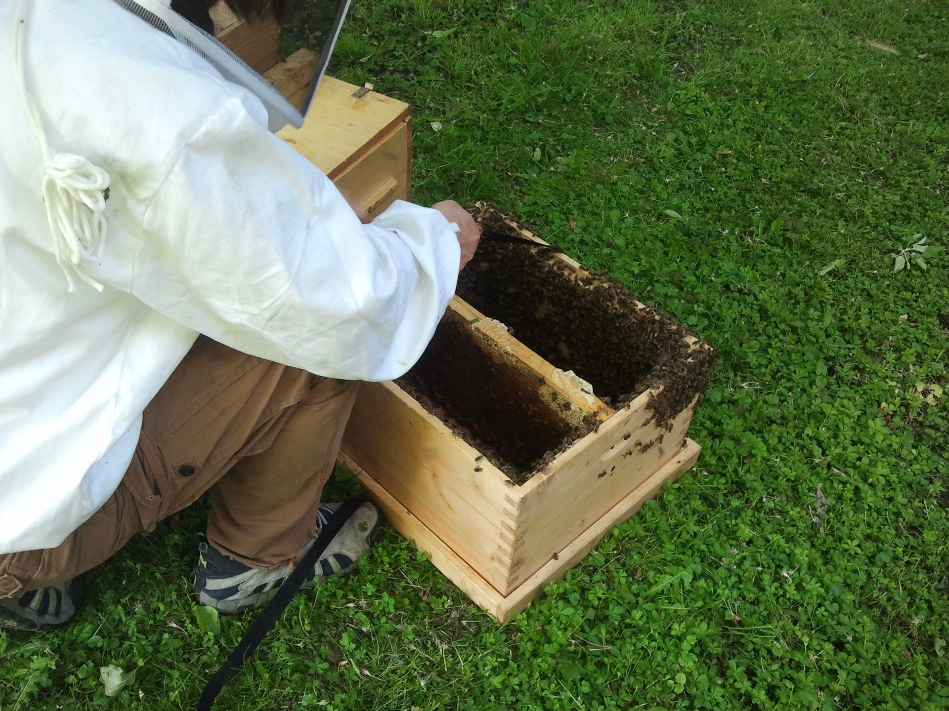 Bees