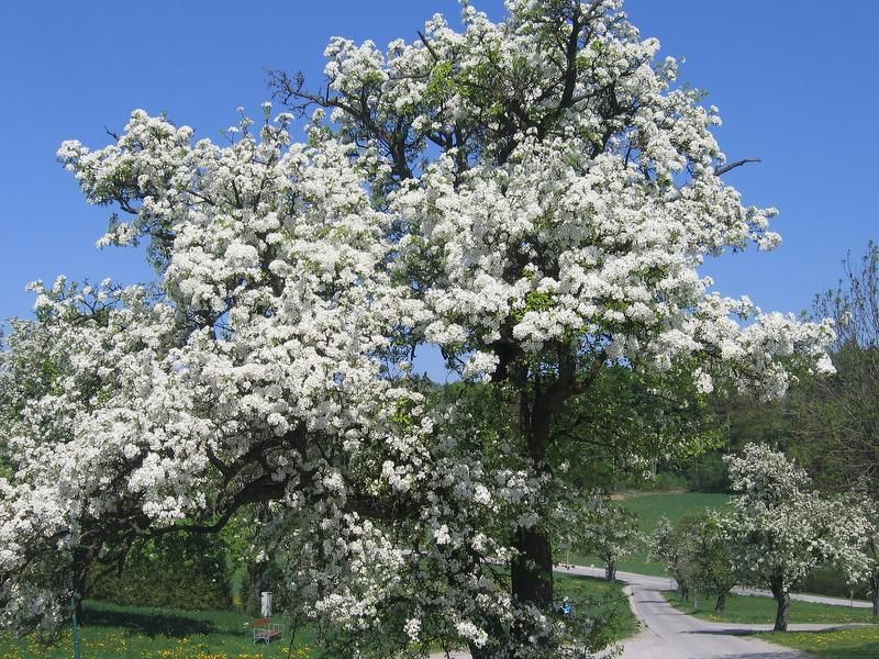 Obstbäume Wolf-Hof