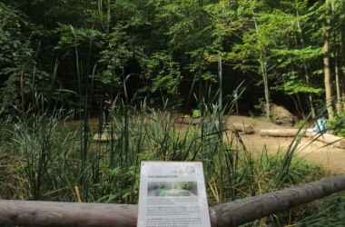 Forest biotope, © Naturpark Purkersdorf