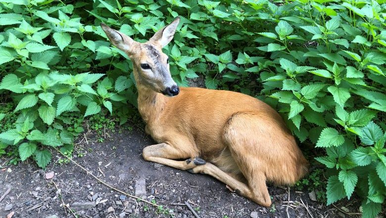 Deer, © Naturpark Purkersdorf