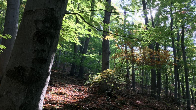 Gentle forest management in the nature park, © Naturpark Purkersdorf