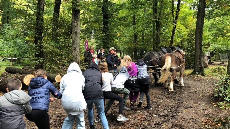 Projekt: Zugpferd Naturpark - Sanfte Waldbewirtschaftung, © Naturpark Purkersdorf