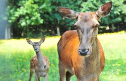 Hirschkuh mit Nachwuchs auf Wiese