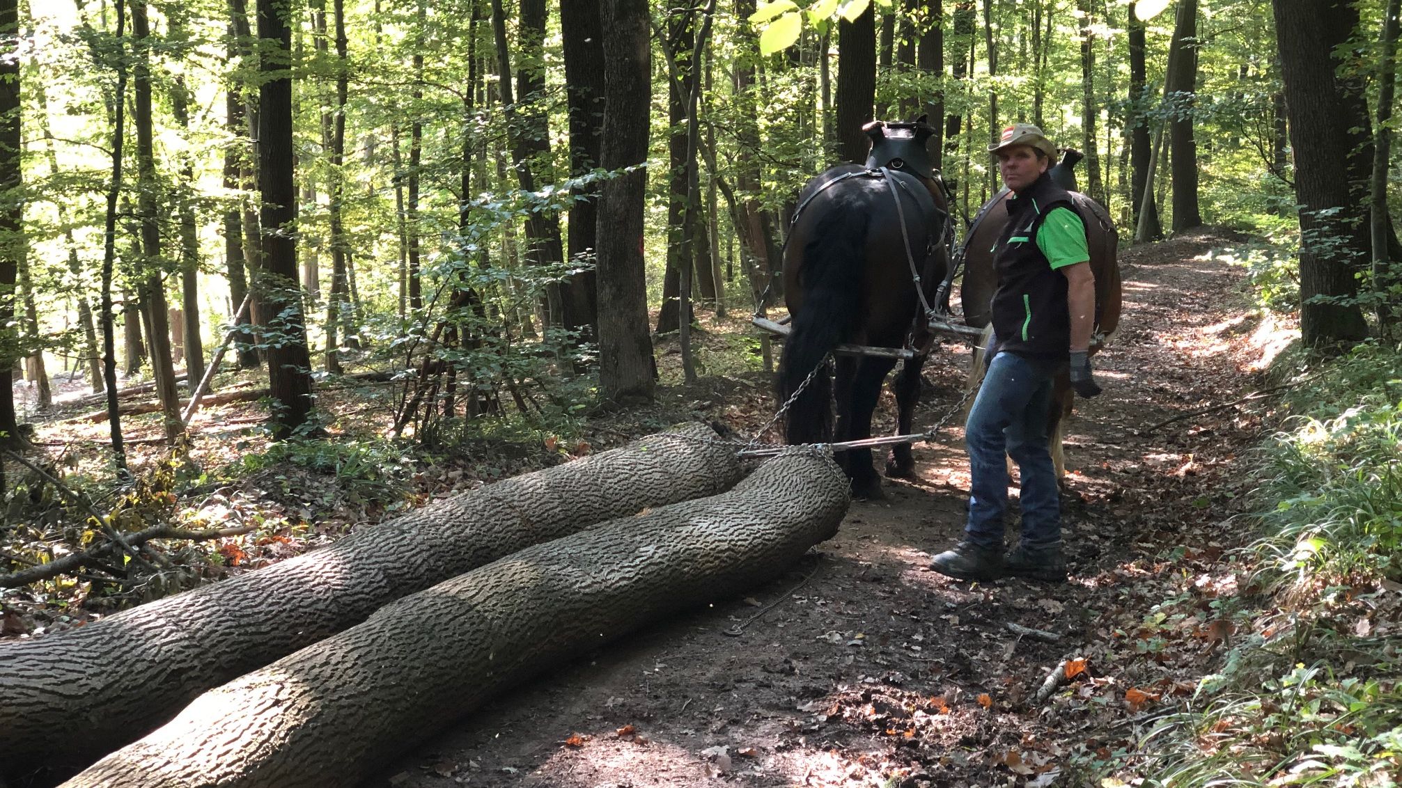 Zugpferd im Naturpark, sanfte Waldbewirtschaftung. 