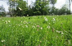 Schöffelstein meadow in first bloom, © Naturpark Purkersdorf