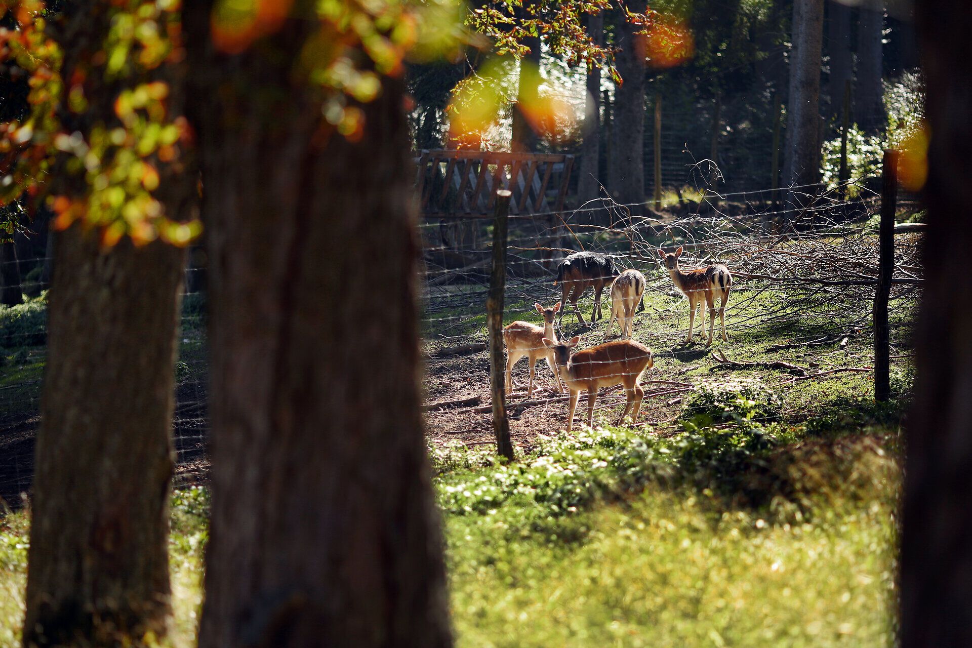 Auf dem Bild sind einige Wildtiere in der "Galerie der Wildtiere" im Naturpark Sparbach zu sehen. 