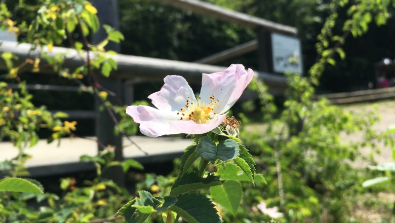 Sweet snack hedge for our bees, © Naturpark Purkersdorf