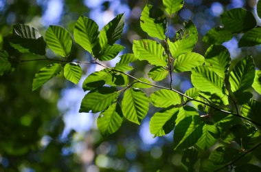 Bl&auml;tter der Rotbuche, &copy; Naturpark Purkersdorf/G.Orosel