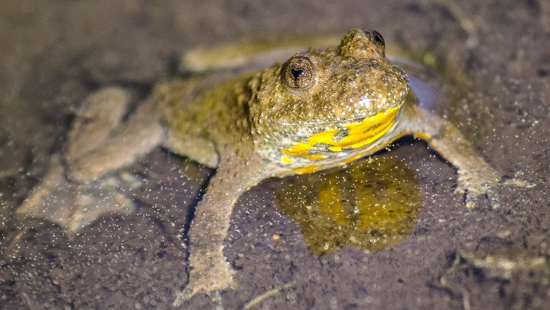 Is this a &quot;yellow-bellied toad&quot;?, © ShareAlike 4.0 International (CC BY-SA 4.0)