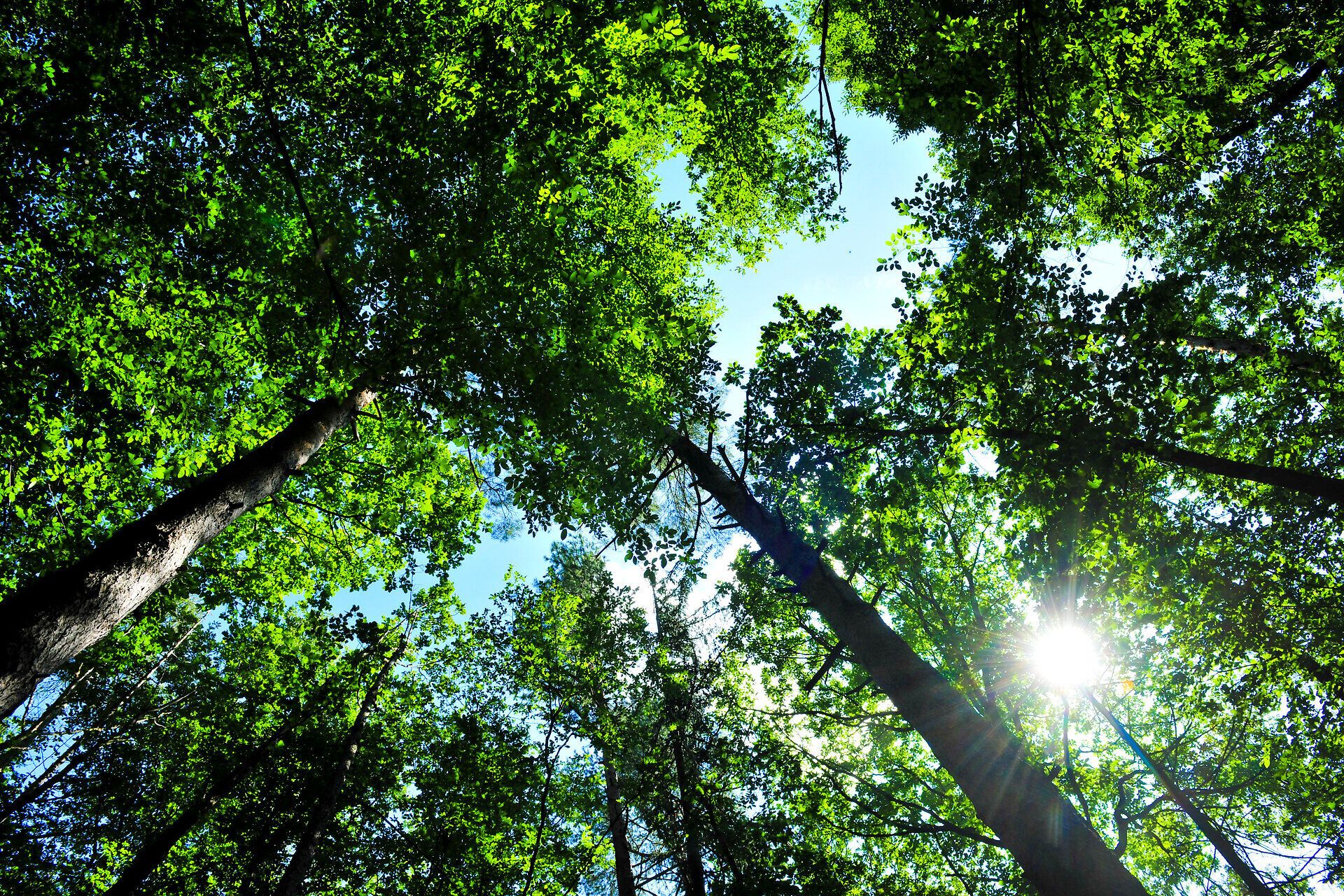 Die dichten Baumkronen filtern das Sonnenlicht und schaffen ein magisches Spiel aus Licht und Schatten. In dieser grünen Oase der Ruhe können Besucher die frische Luft und die beruhigende Stille der Natur genießen. Ein perfekter Ort, um dem Alltag zu entfliehen und die Schönheit des Sommers zu erleben.