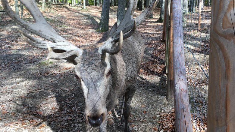 Wild animal enclosure: deer Deutschwald