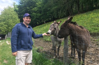 Tiergehege: Die Esel Willi und Benjamin, © Naturpark Purkersdorf