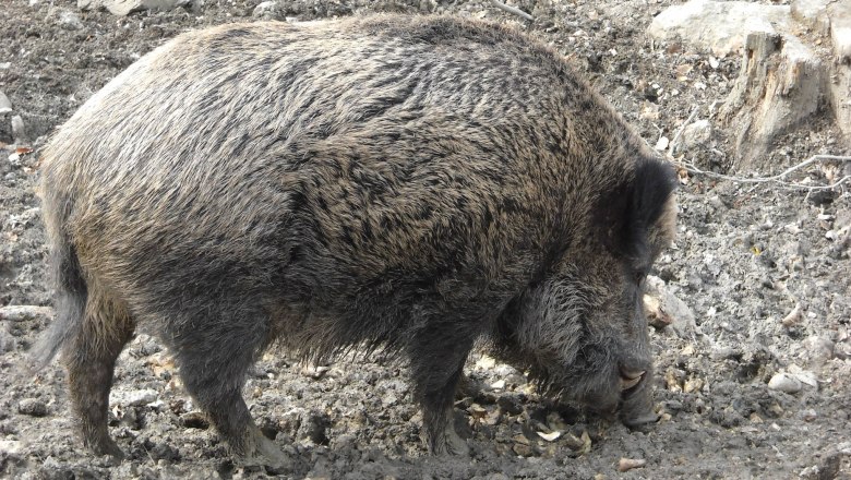 Wildboar , © Naturpark Purkersdorf