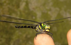 Spiketail damselfly (Cordulegaster heros), © Prof.Bizzarro - CC-BY 4.0, https://commons.wikimedia.org/w/index.php?curid=39892171