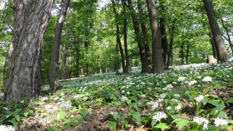 Bärlauch im Frühling, © Naturpark Purkersdorf - R.Orthofer