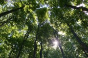 Wald im Sommer, © Naturpark Purkersdorf