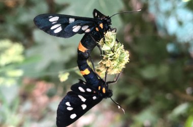 Sommerliche Tierwelt - Weißfleckenwidderchen, © Naturpark Purkersdorf
