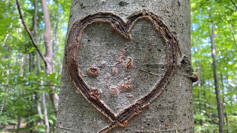 A beech heart for the nature park, &copy; Naturpark Purkersdorf
