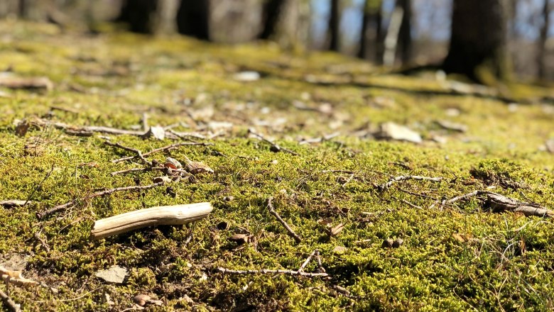 Kleinigkeiten wertschätzen , © Naturpark Purkersdorf