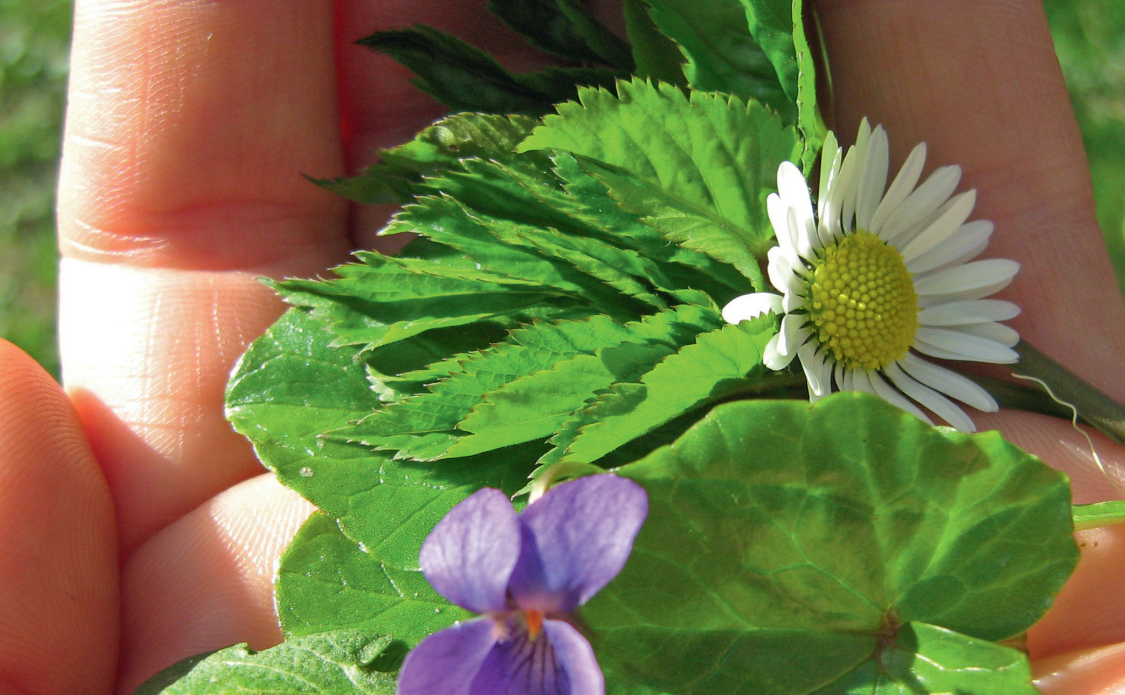 Hand hält Gänseblümchen und Blätter.