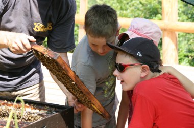 Bee tours with our partner &quot;Bieno&quot;, © Naturpark Purkersdorf