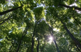 Wald im Sommer, © Naturpark Purkersdorf
